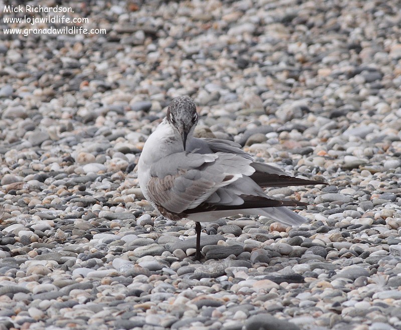 Franklin's Gull - ML622358736