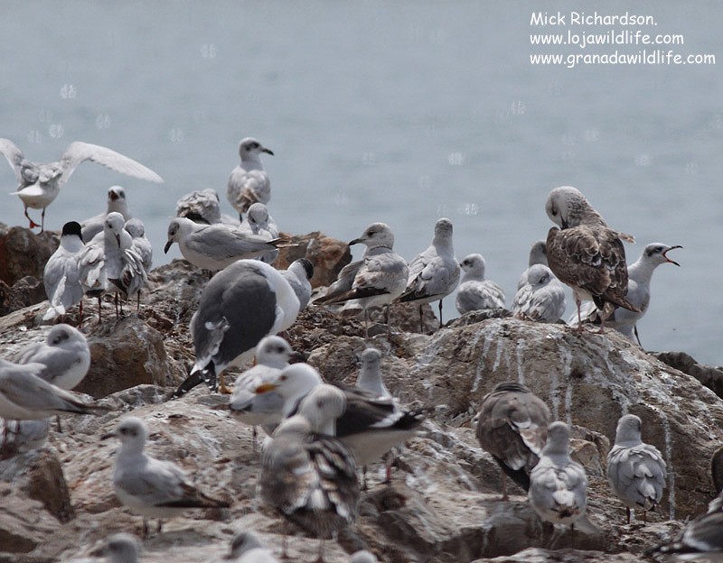 Common Gull - ML622358746