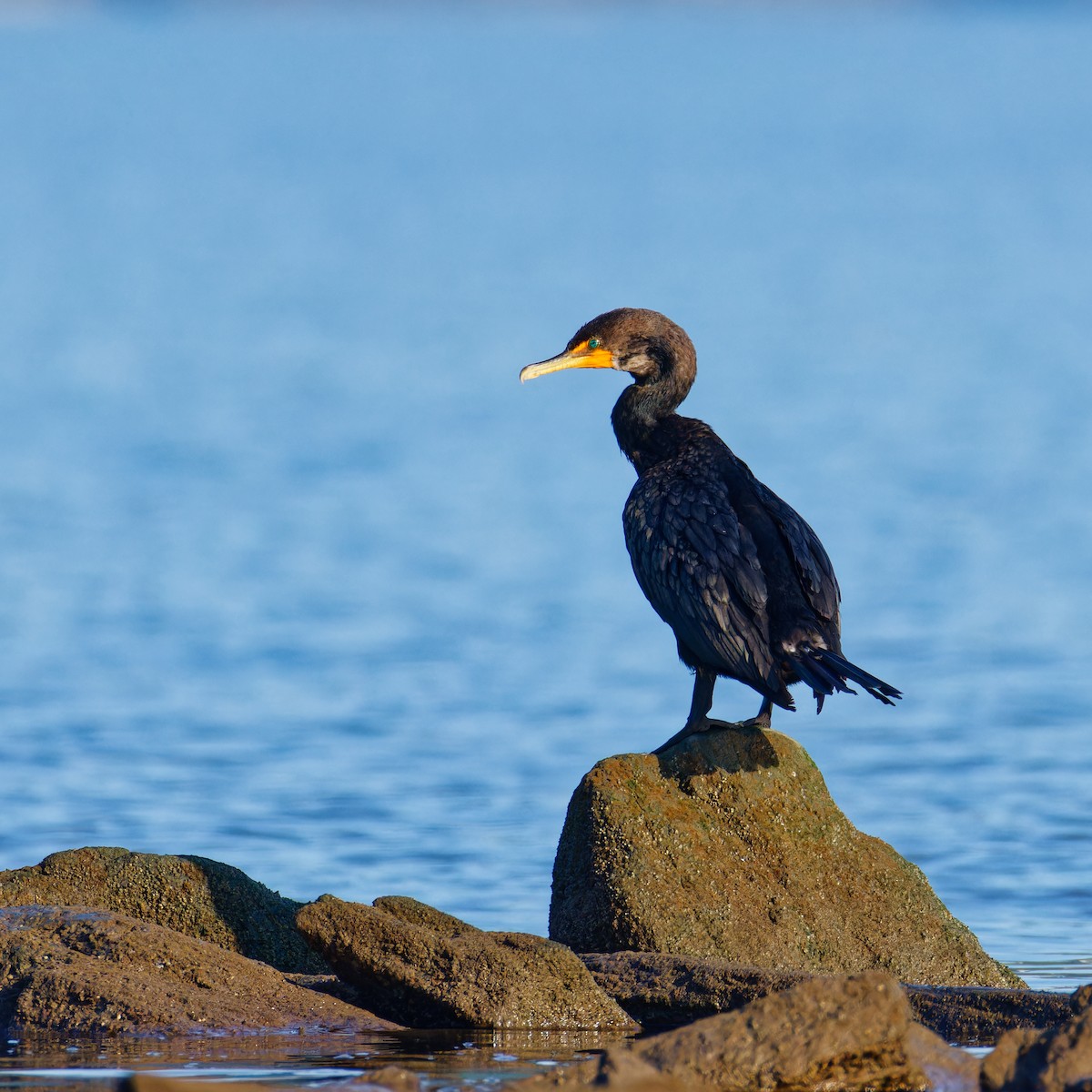 Cormoran à aigrettes - ML622358757