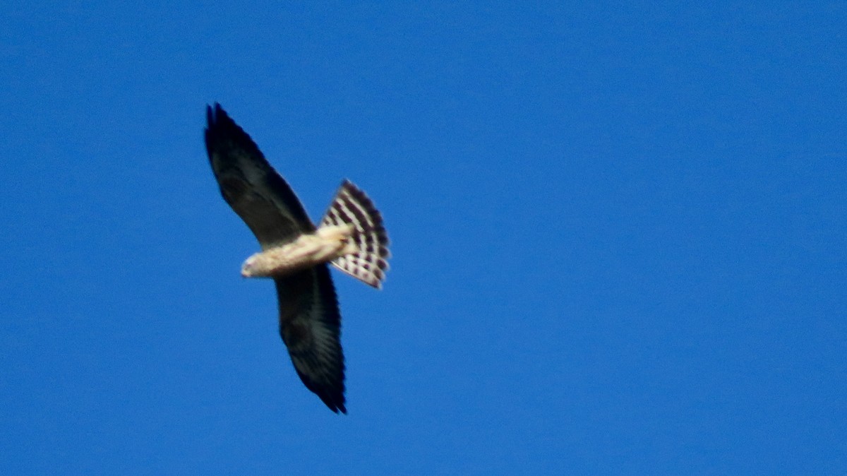 Mississippi Kite - ML622358768