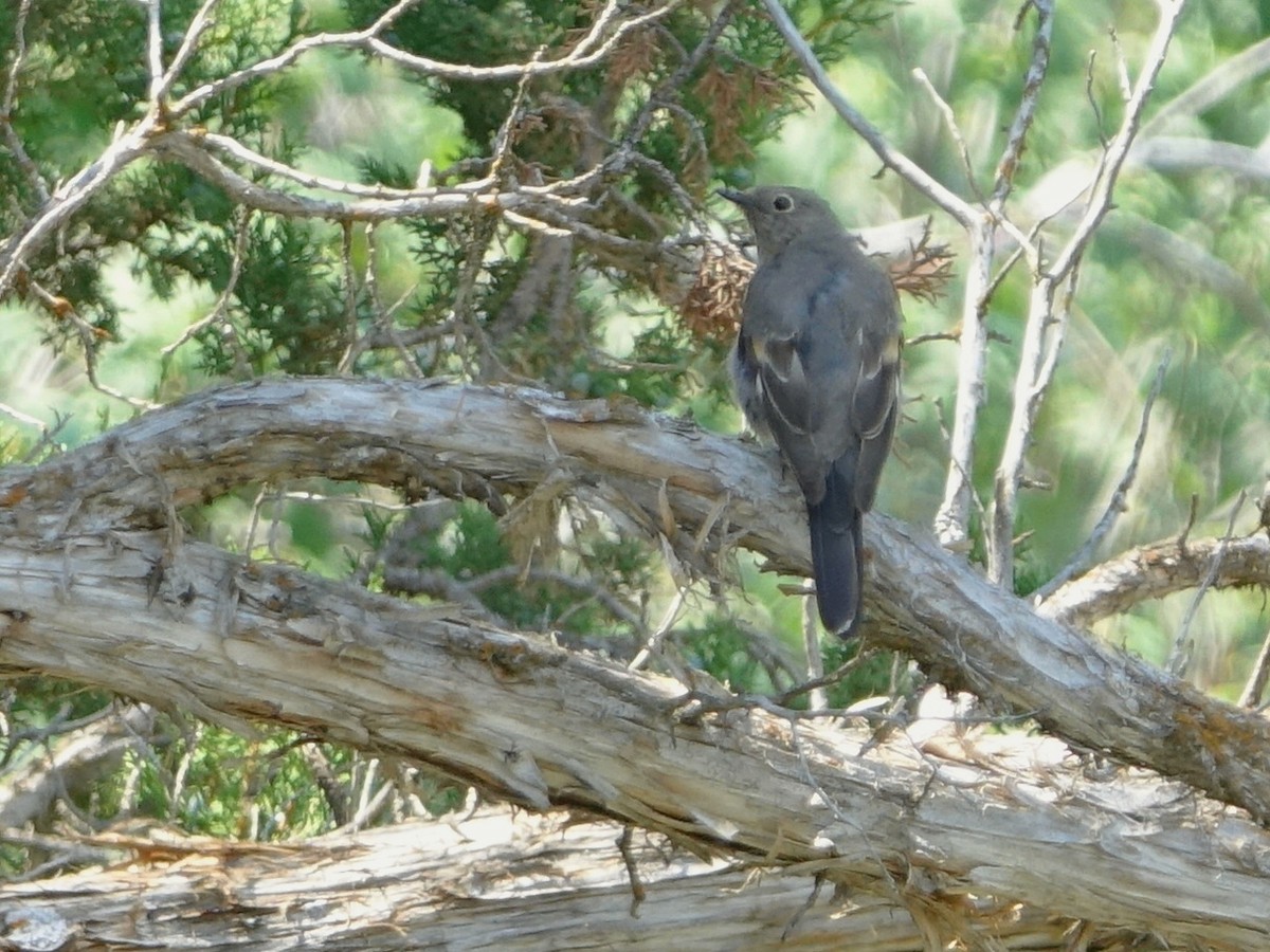 Townsend's Solitaire - ML622358798