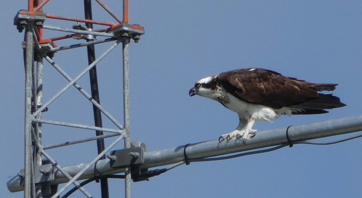 Osprey - ML622358804