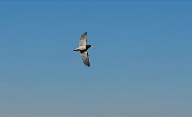 South American Painted-Snipe - ML622358805