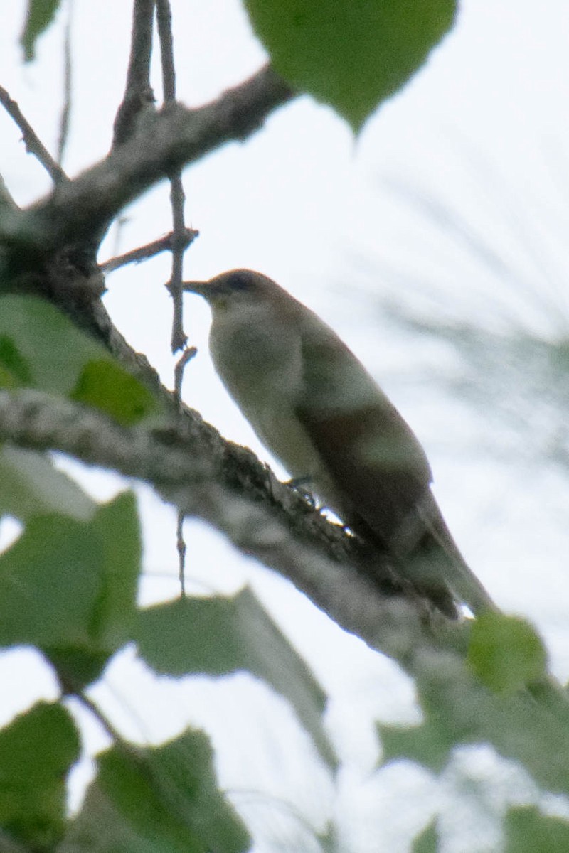 Black-billed Cuckoo - ML622358825