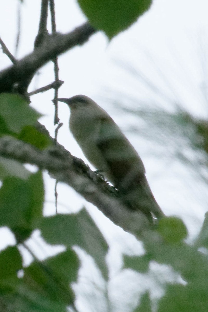 Black-billed Cuckoo - ML622358826
