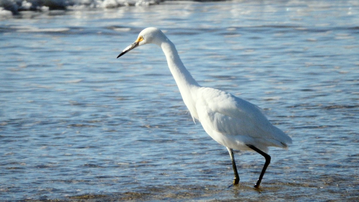 Snowy Egret - ML622358918