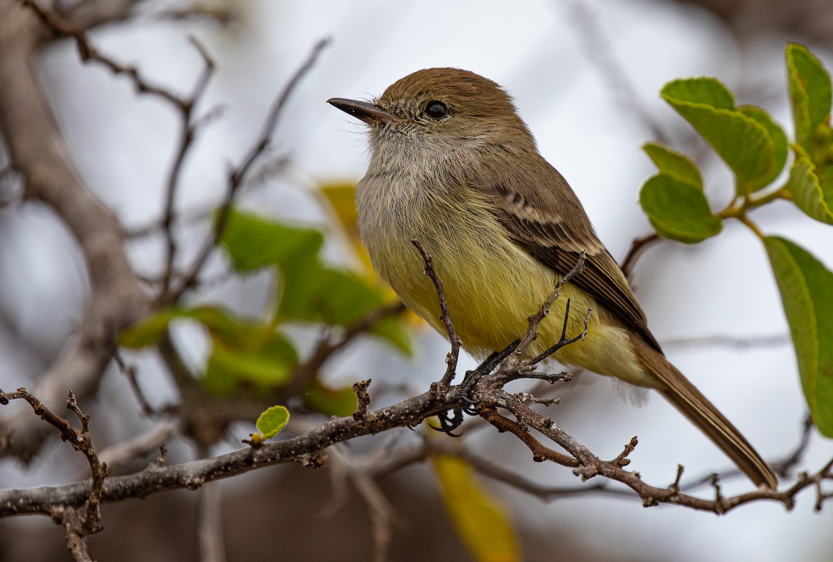 Galapagos Flycatcher - ML622358931