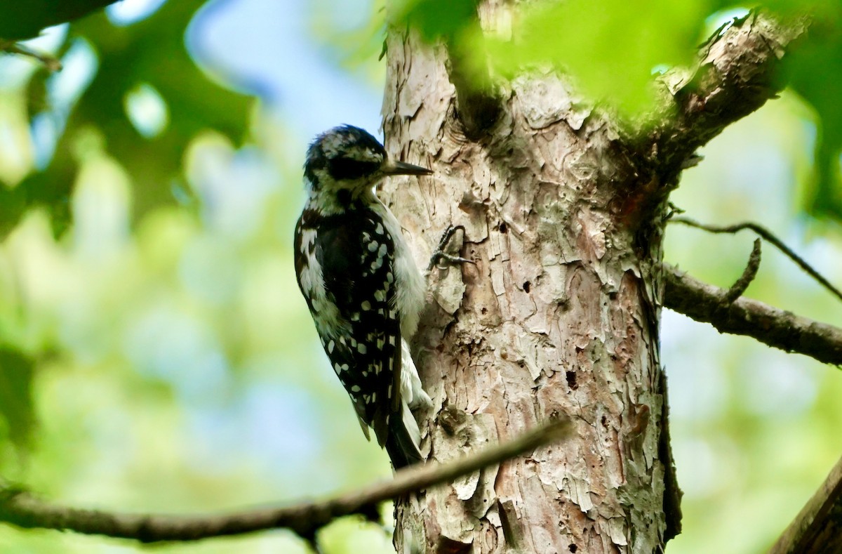 Hairy Woodpecker - ML622358944