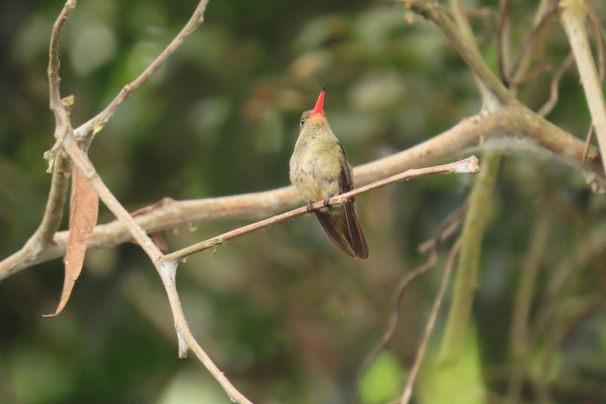 gyllenkolibri - ML622359085