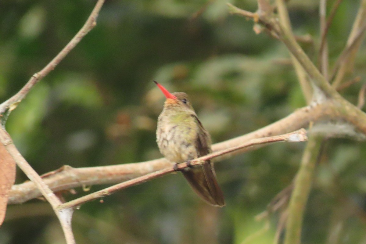 gyllenkolibri - ML622359100