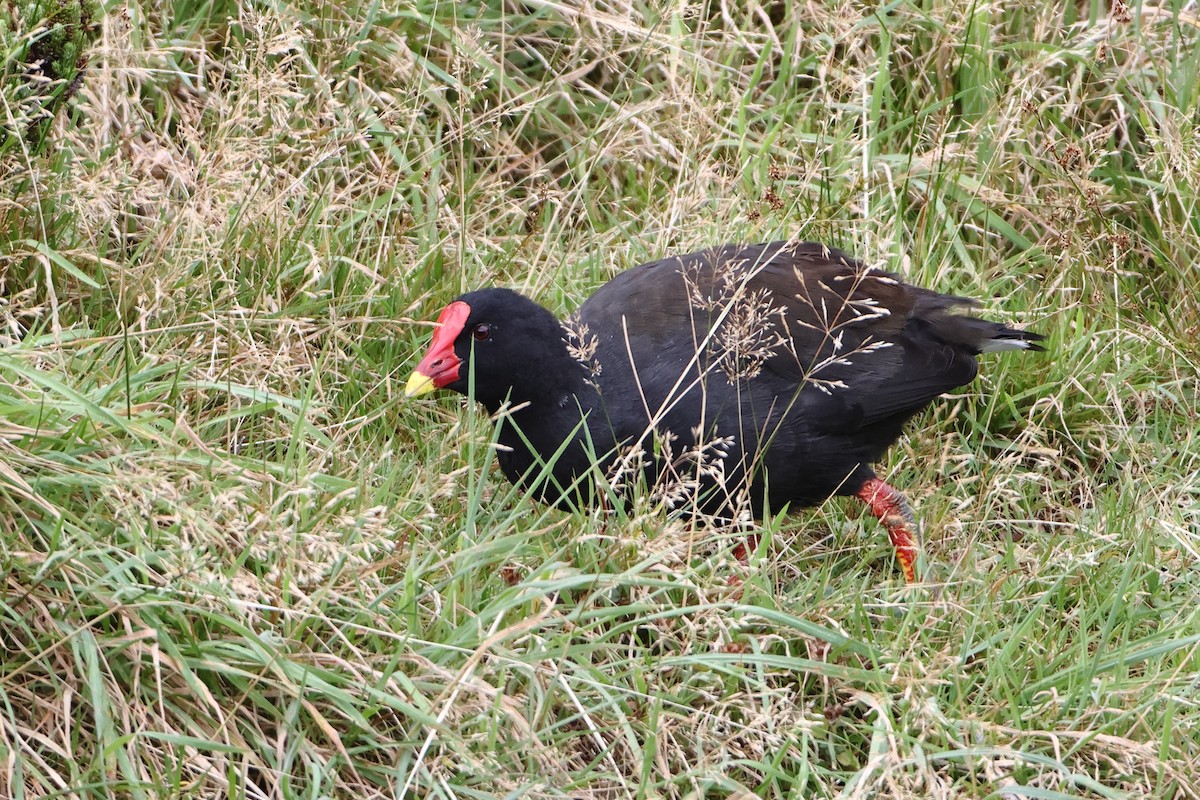 Goughteichhuhn - ML622359112