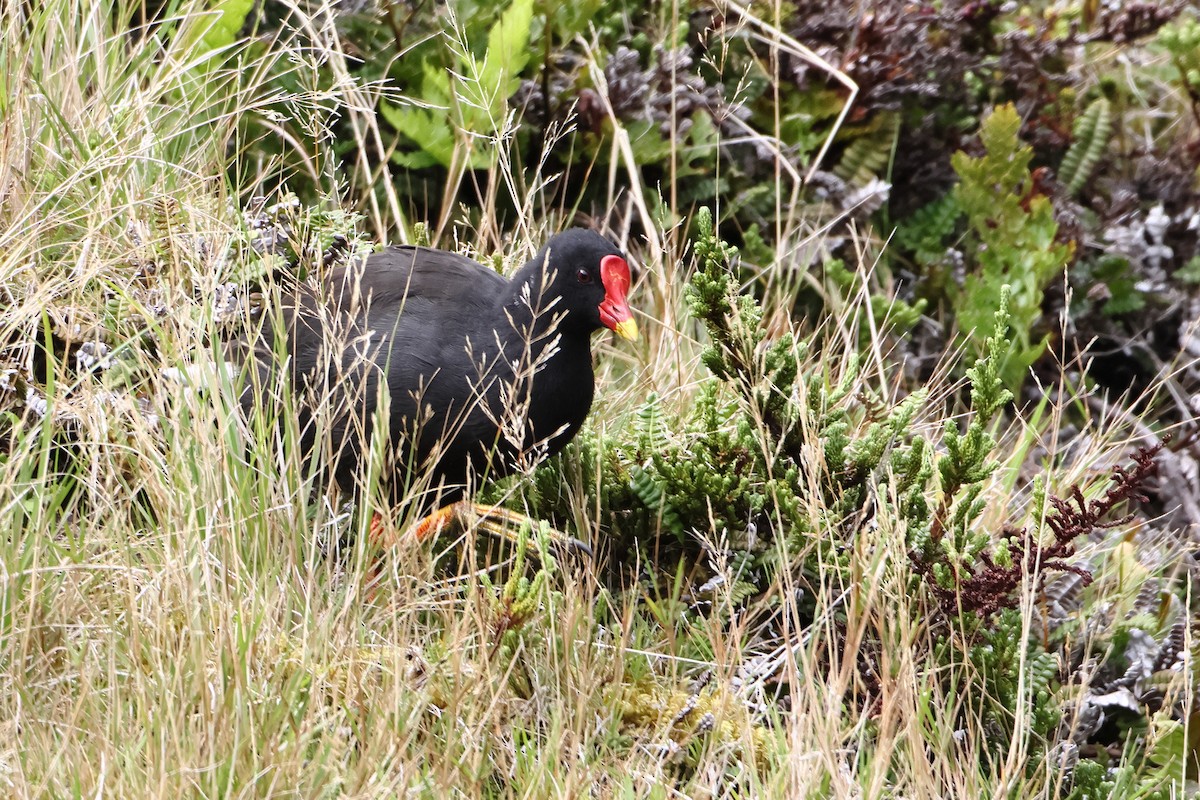 Goughteichhuhn - ML622359113