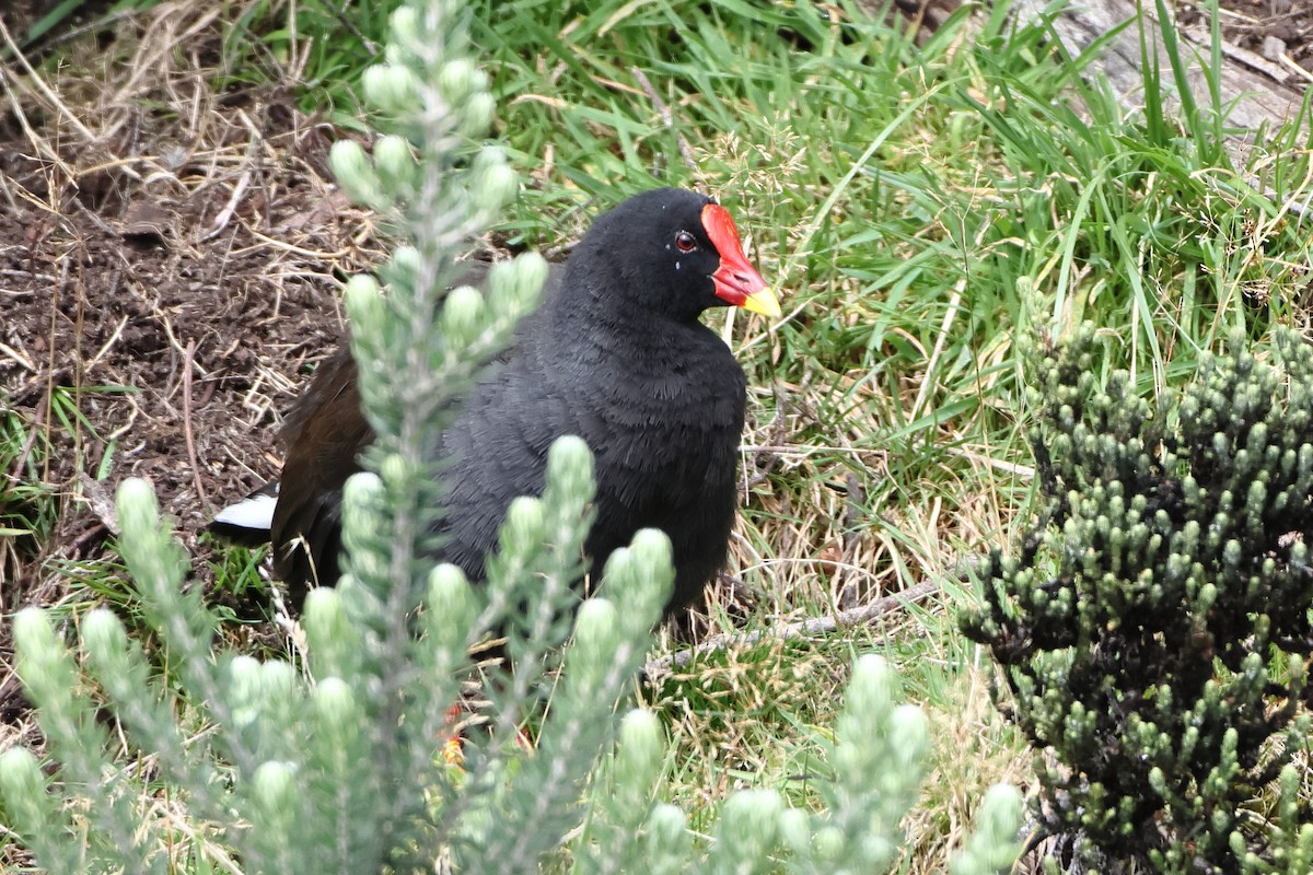 Goughteichhuhn - ML622359114