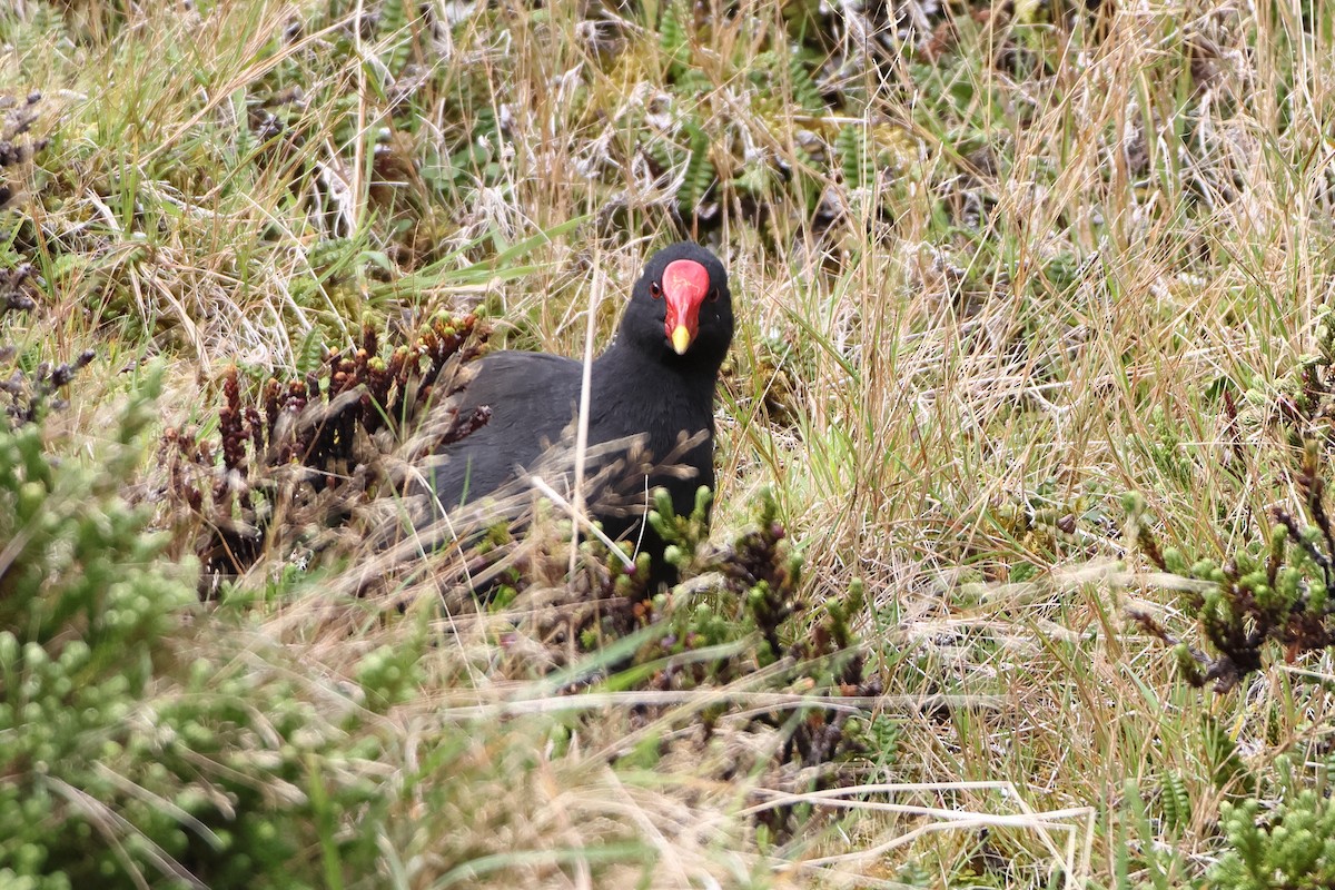 Goughteichhuhn - ML622359115