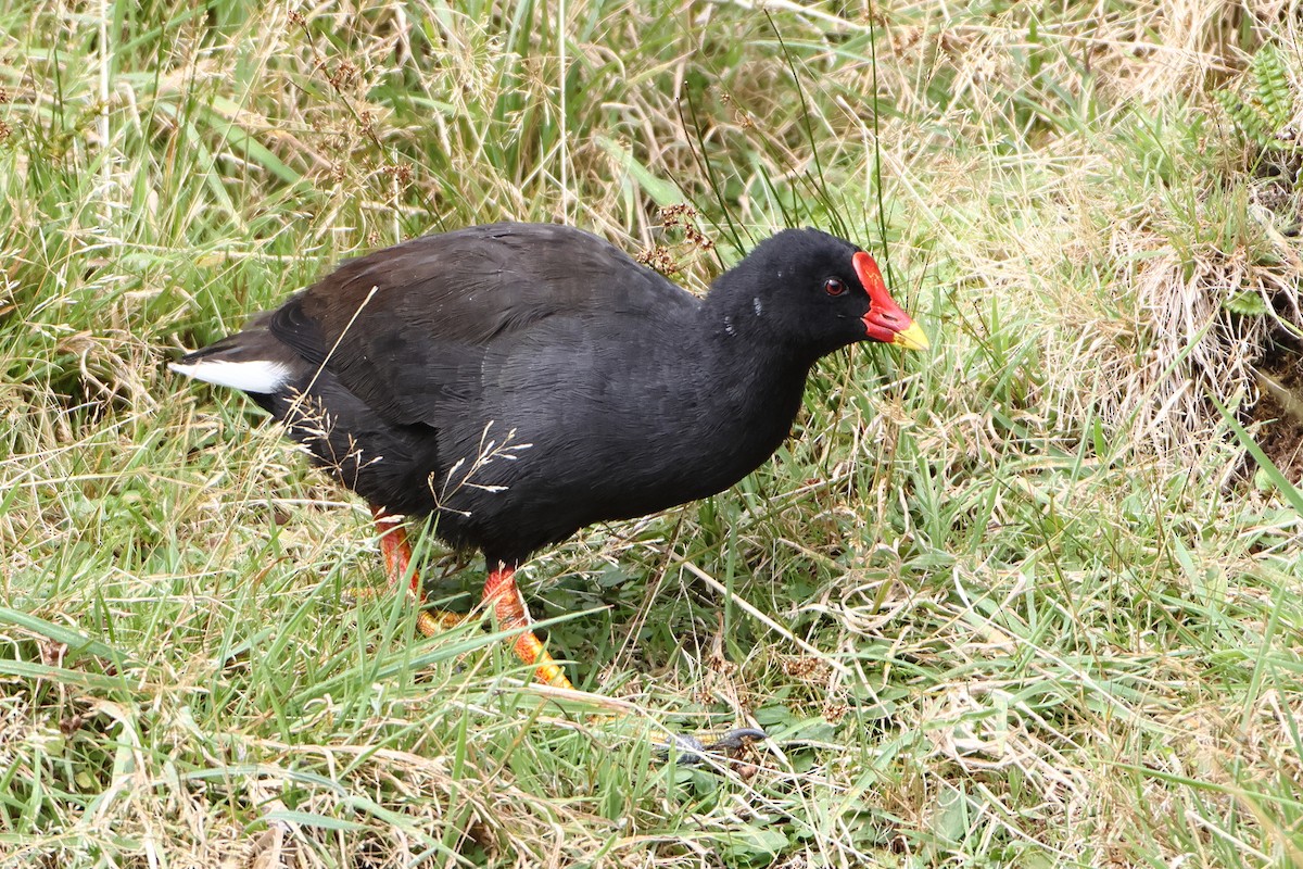 Goughteichhuhn - ML622359116