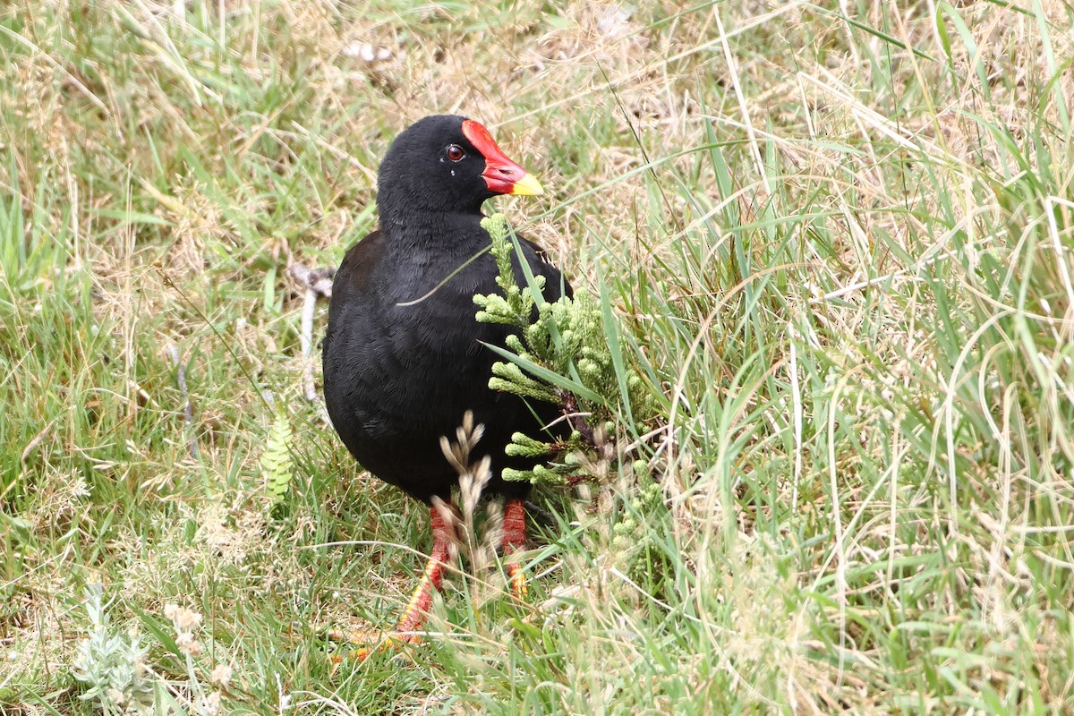 Goughteichhuhn - ML622359118