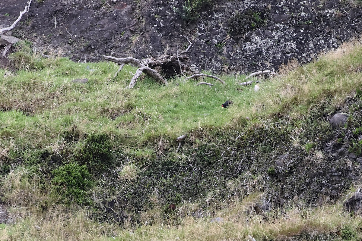 Goughteichhuhn - ML622359120