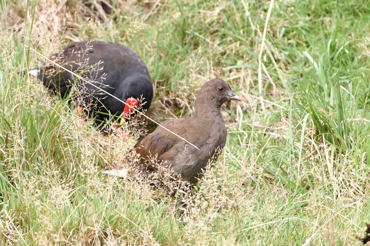 Goughteichhuhn - ML622359121