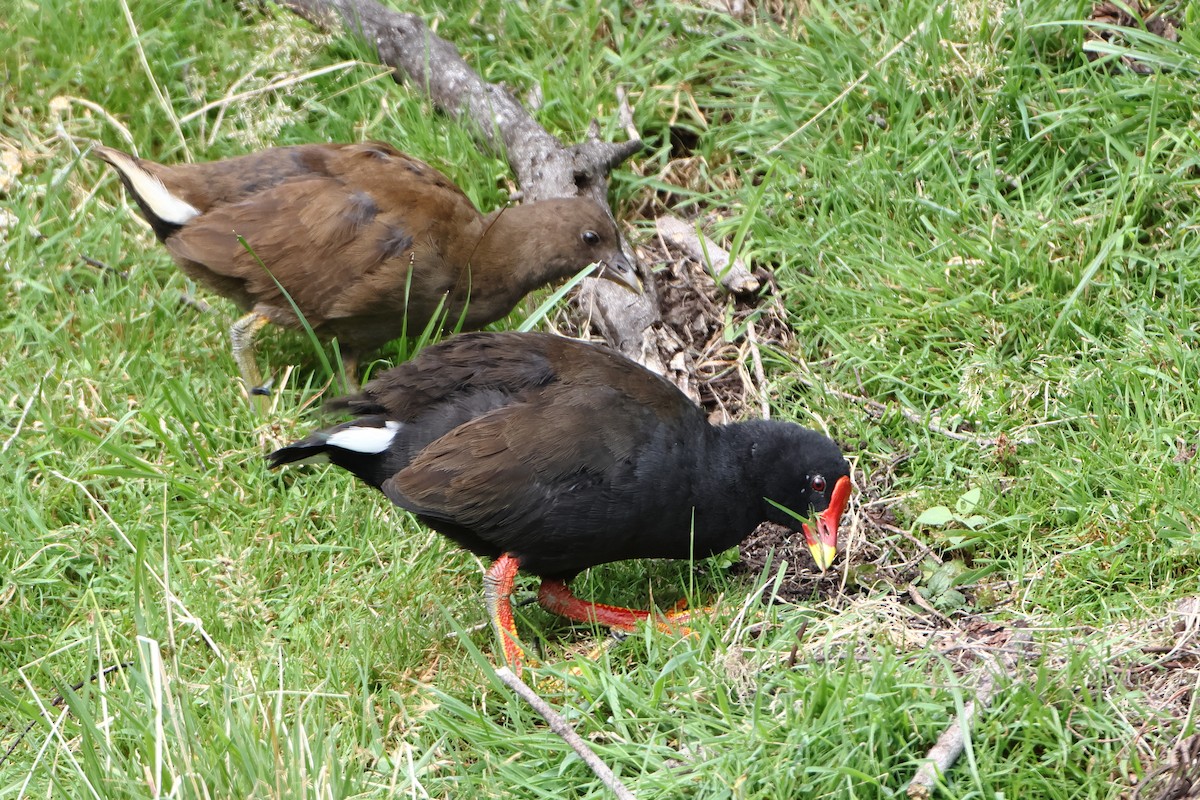 Goughteichhuhn - ML622359122
