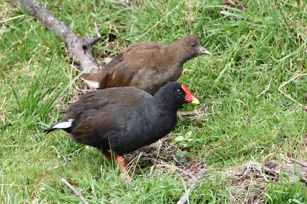 Goughteichhuhn - ML622359123