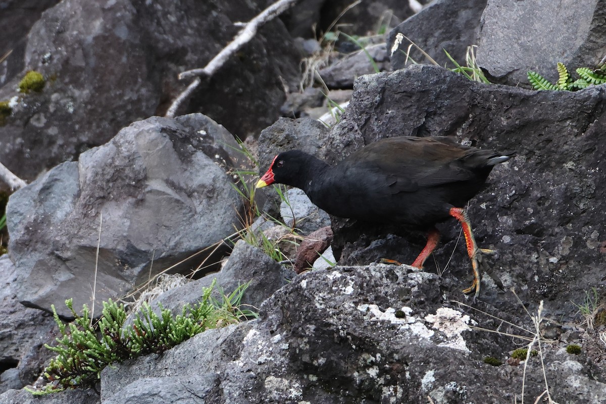 Goughteichhuhn - ML622359124