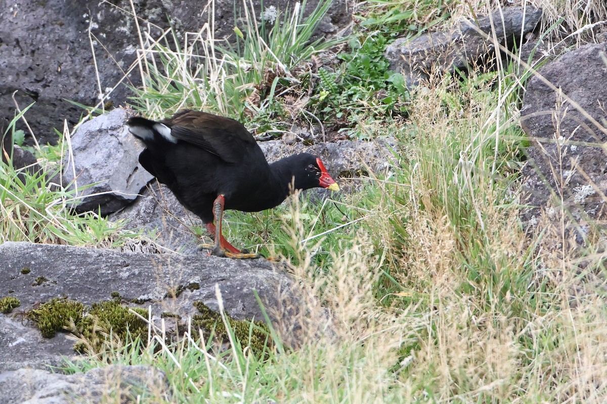 Goughteichhuhn - ML622359125