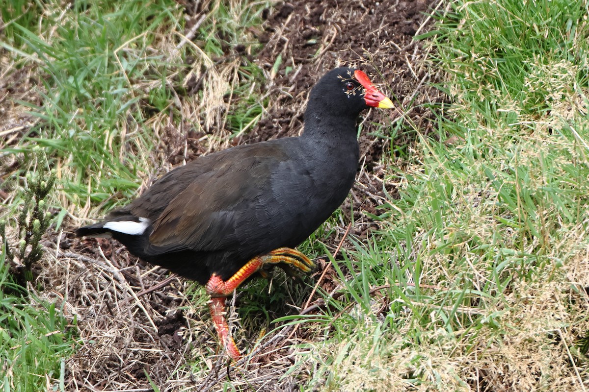 Goughteichhuhn - ML622359127