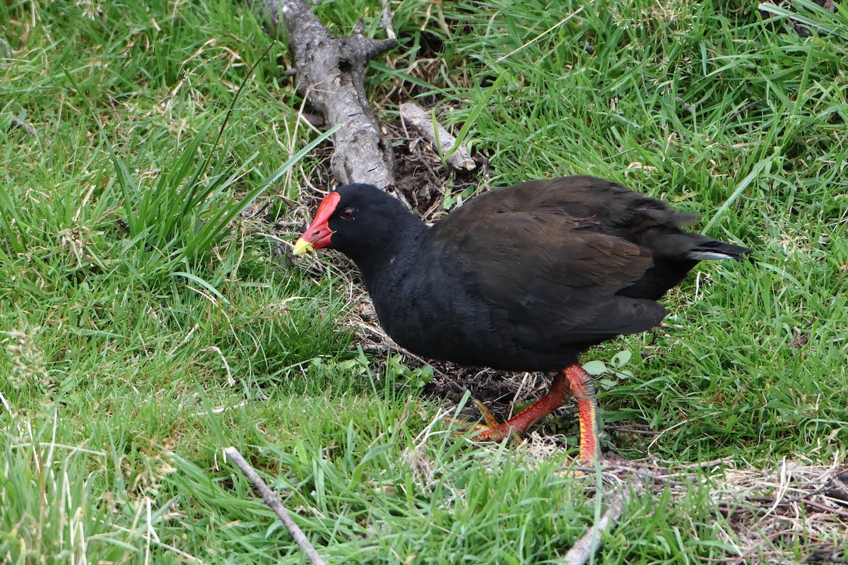 Goughteichhuhn - ML622359128