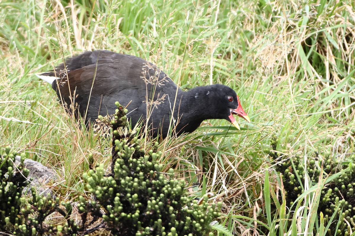 Goughteichhuhn - ML622359129