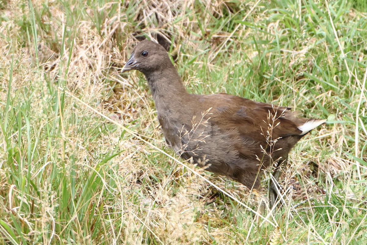 Goughteichhuhn - ML622359130