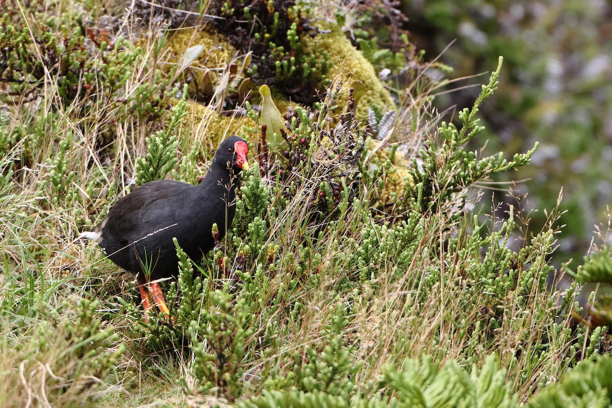 Goughteichhuhn - ML622359131