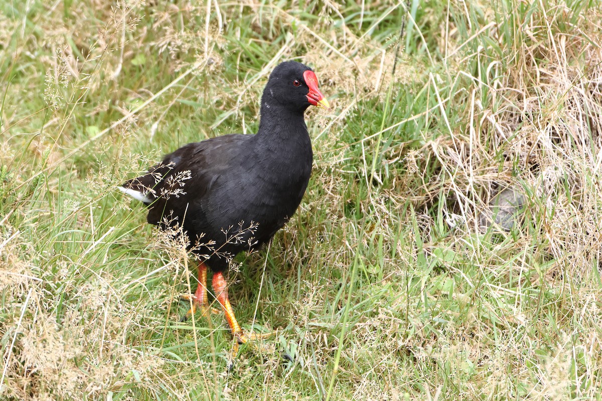 Goughteichhuhn - ML622359132
