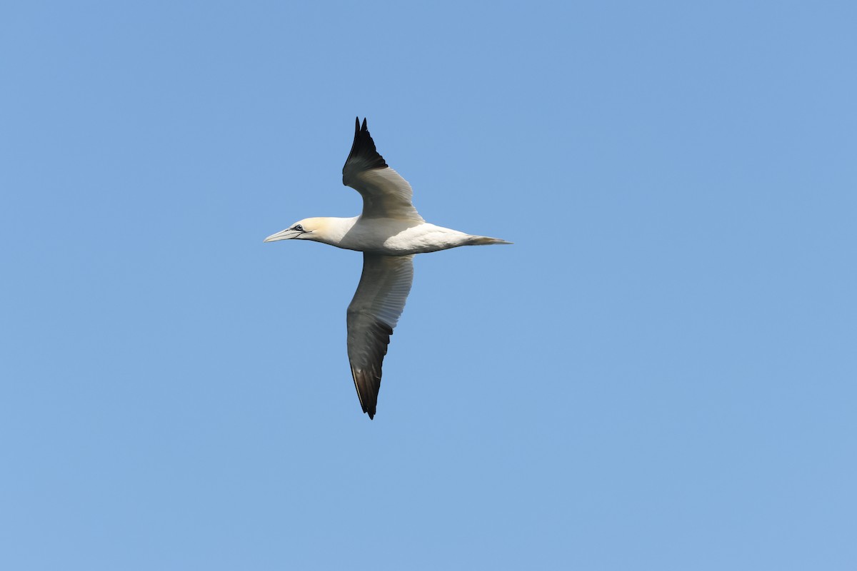 Northern Gannet - ML622359166