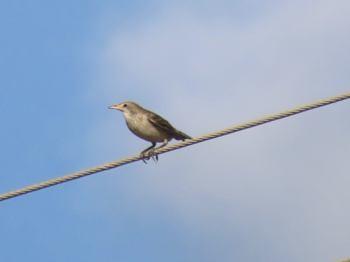 Rosy Starling - ML622359263