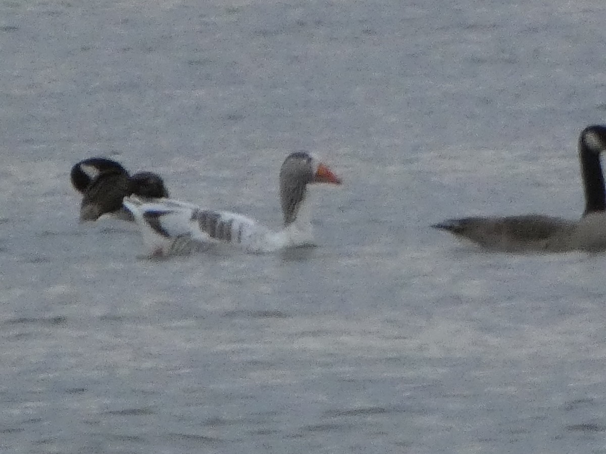 Graylag Goose (Domestic type) - Phil Brunner