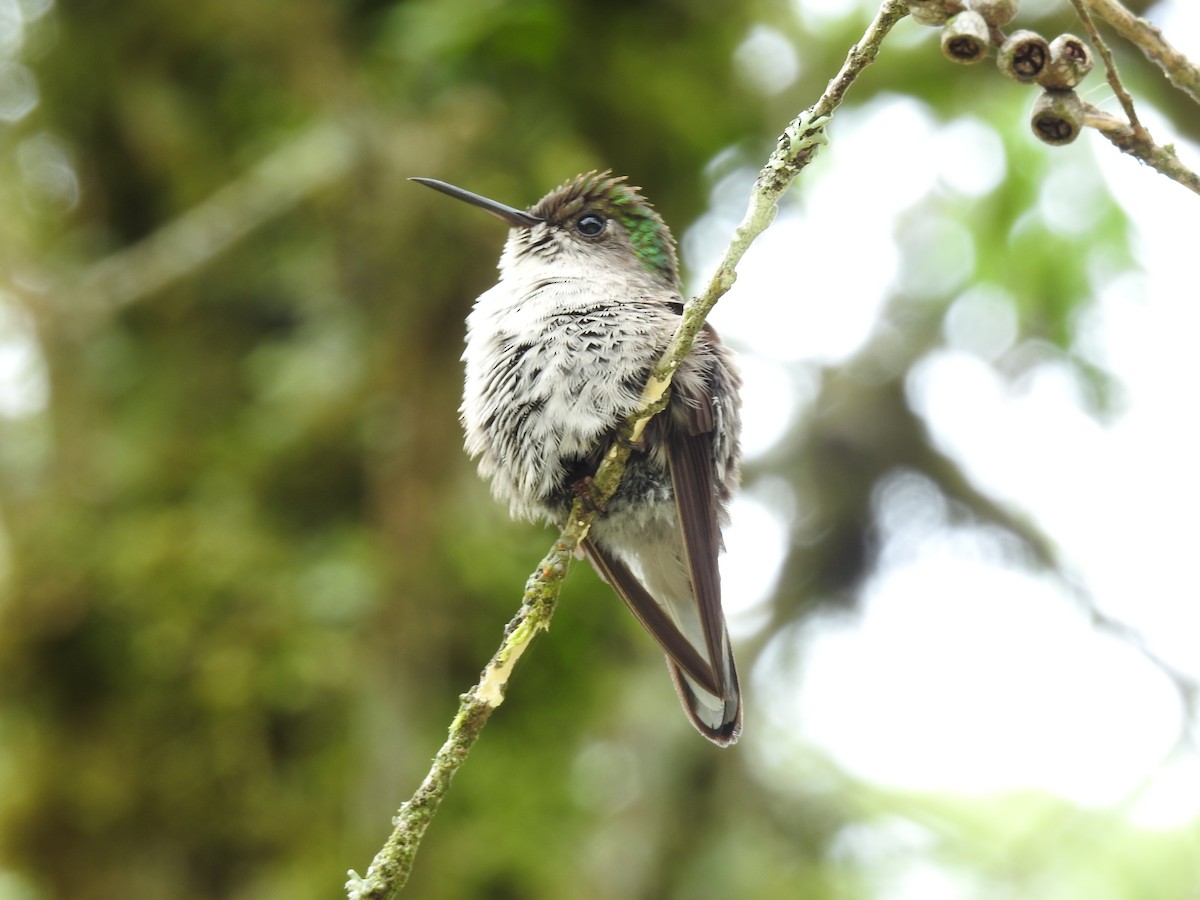 Black-bellied Hummingbird - ML622359321