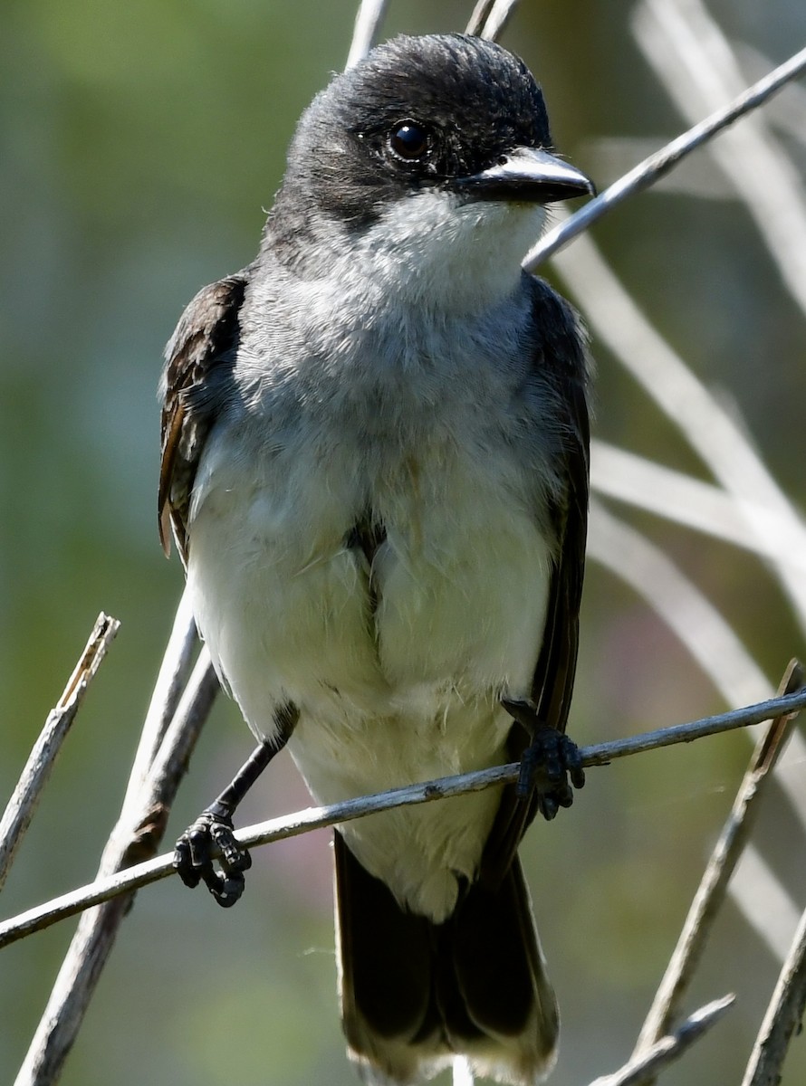 Eastern Kingbird - Ryan Rupp