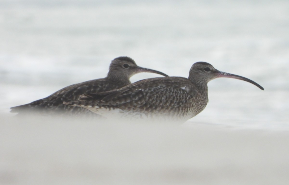 Regenbrachvogel - ML622359390