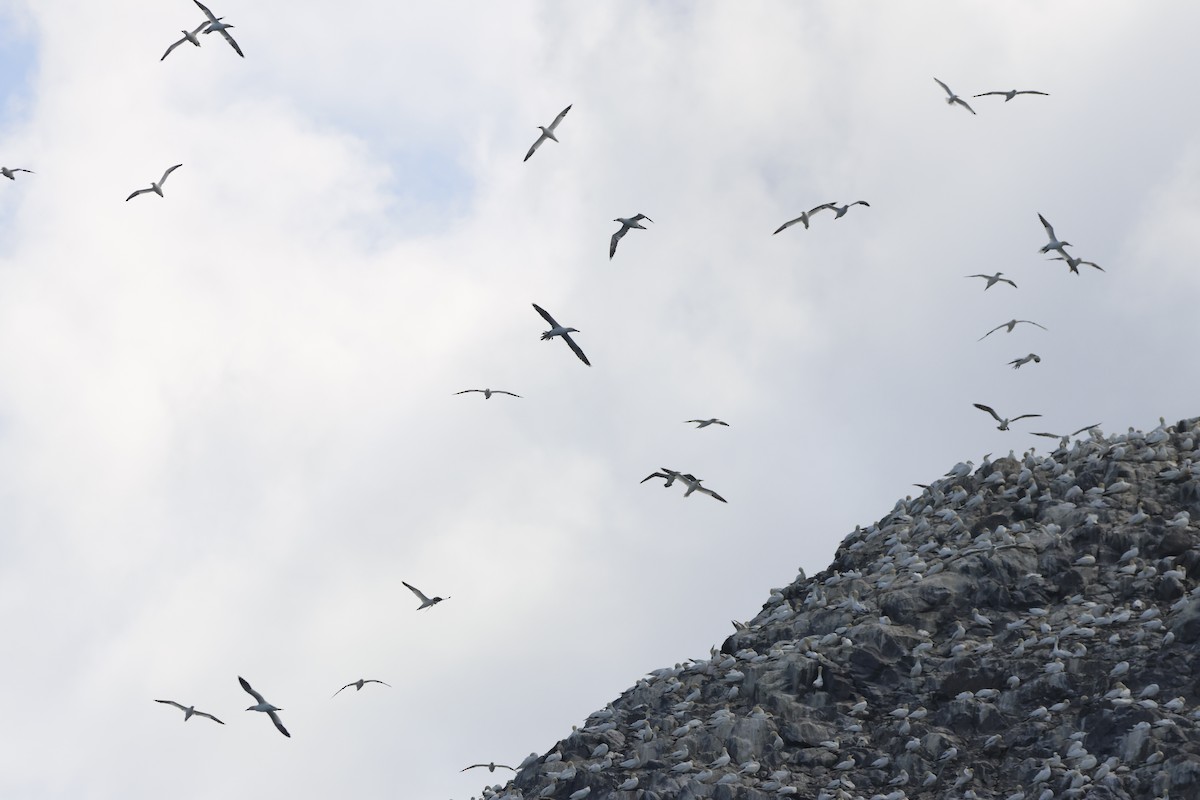 Northern Gannet - ML622359447