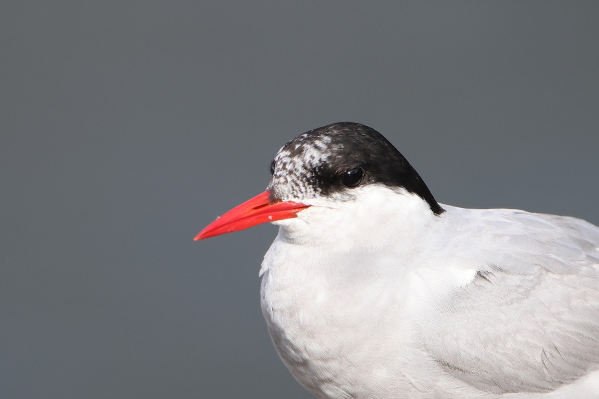 Antarctic Tern (Antarctic) - ML622359465