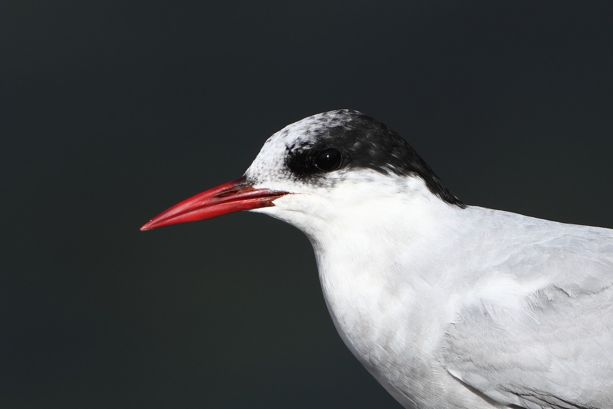 Antarctic Tern (Antarctic) - ML622359466