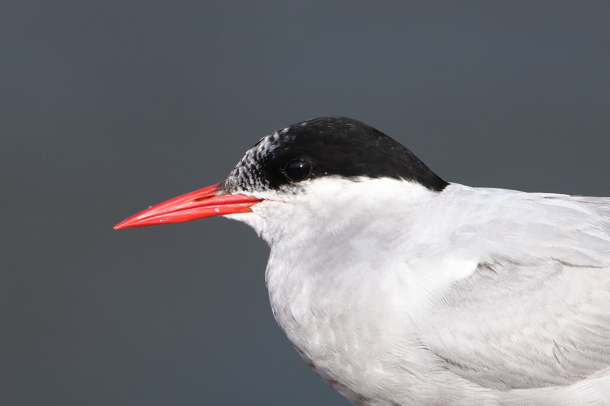 Antarctic Tern (Antarctic) - ML622359467