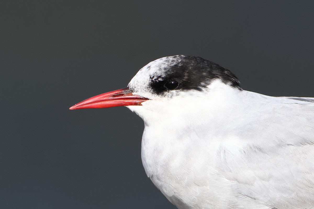 Antarctic Tern (Antarctic) - Ohad Sherer