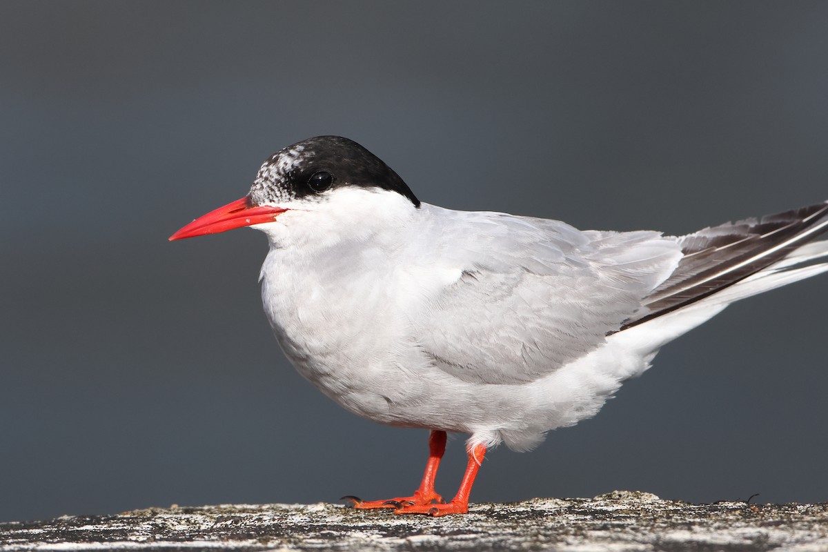 Antarctic Tern (Antarctic) - ML622359469