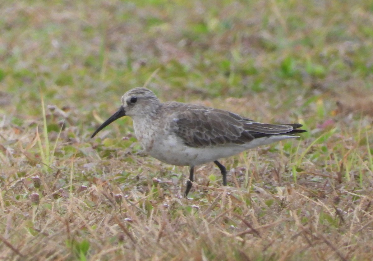 彎嘴濱鷸 - ML622359536