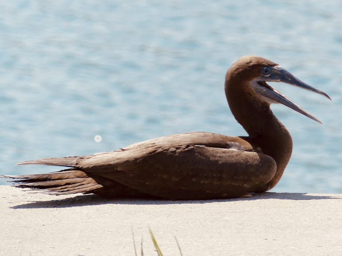 Brown Booby - ML622359541