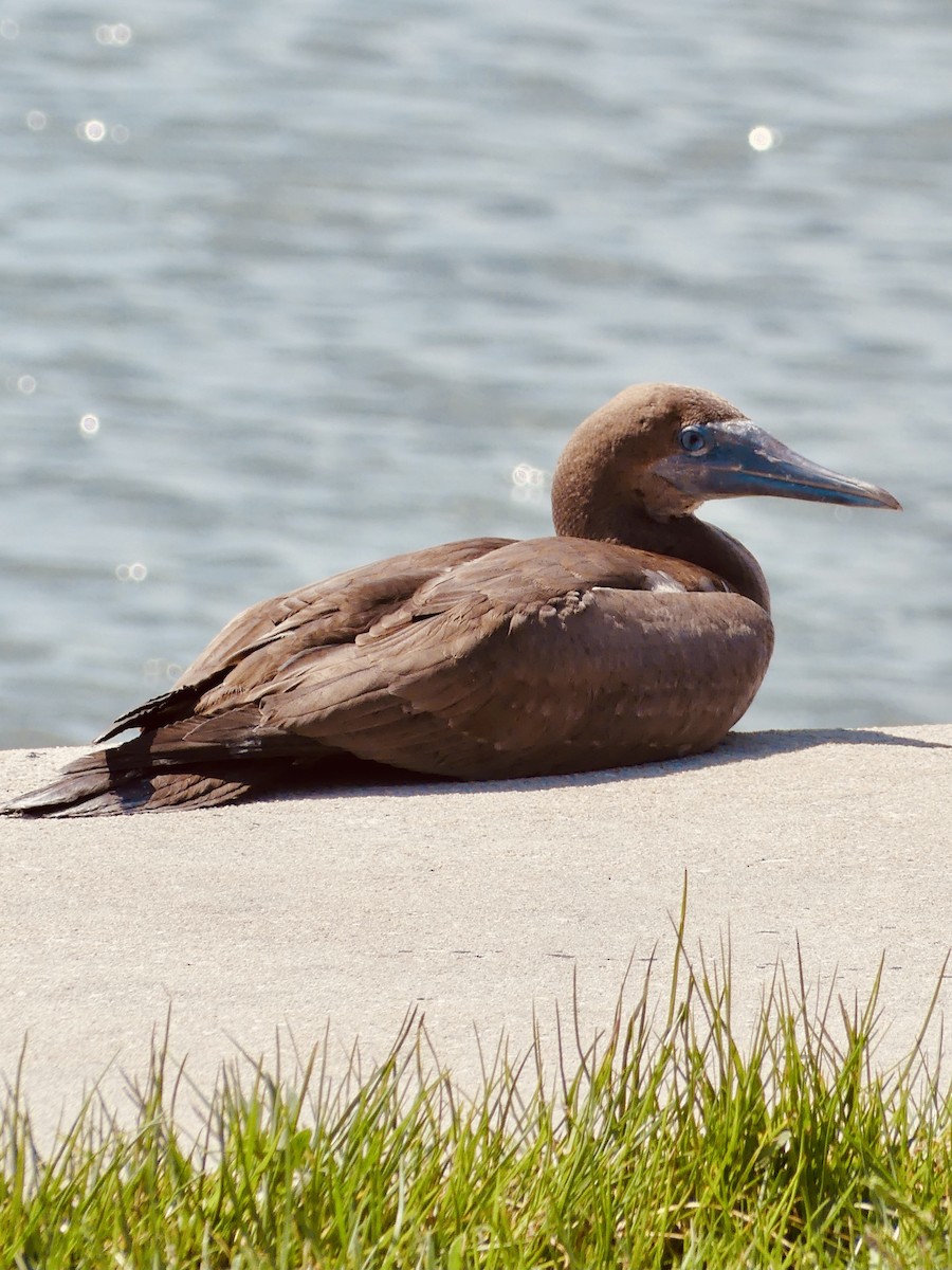 Brown Booby - ML622359542