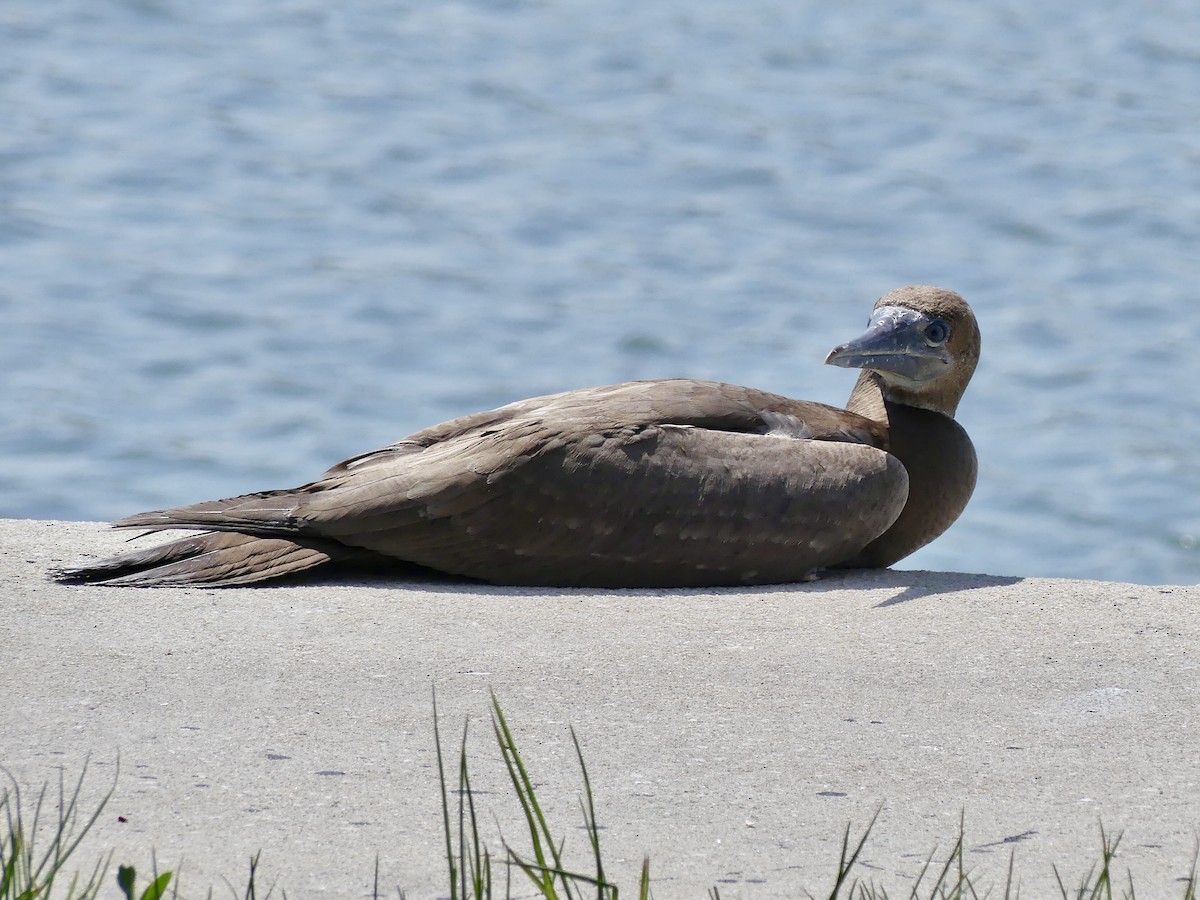 Brown Booby - ML622359543