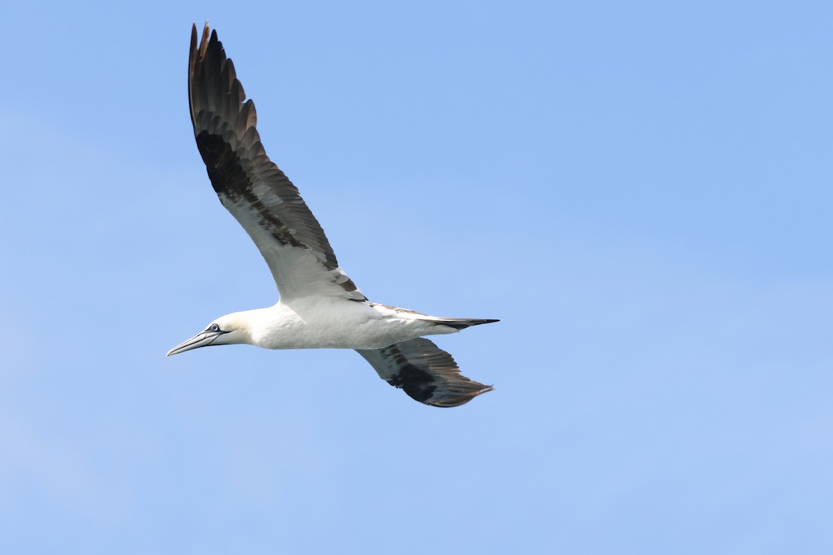 Northern Gannet - ML622359567