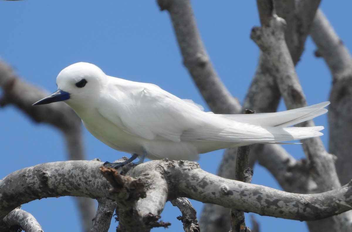 White Tern - Pavel Hastík